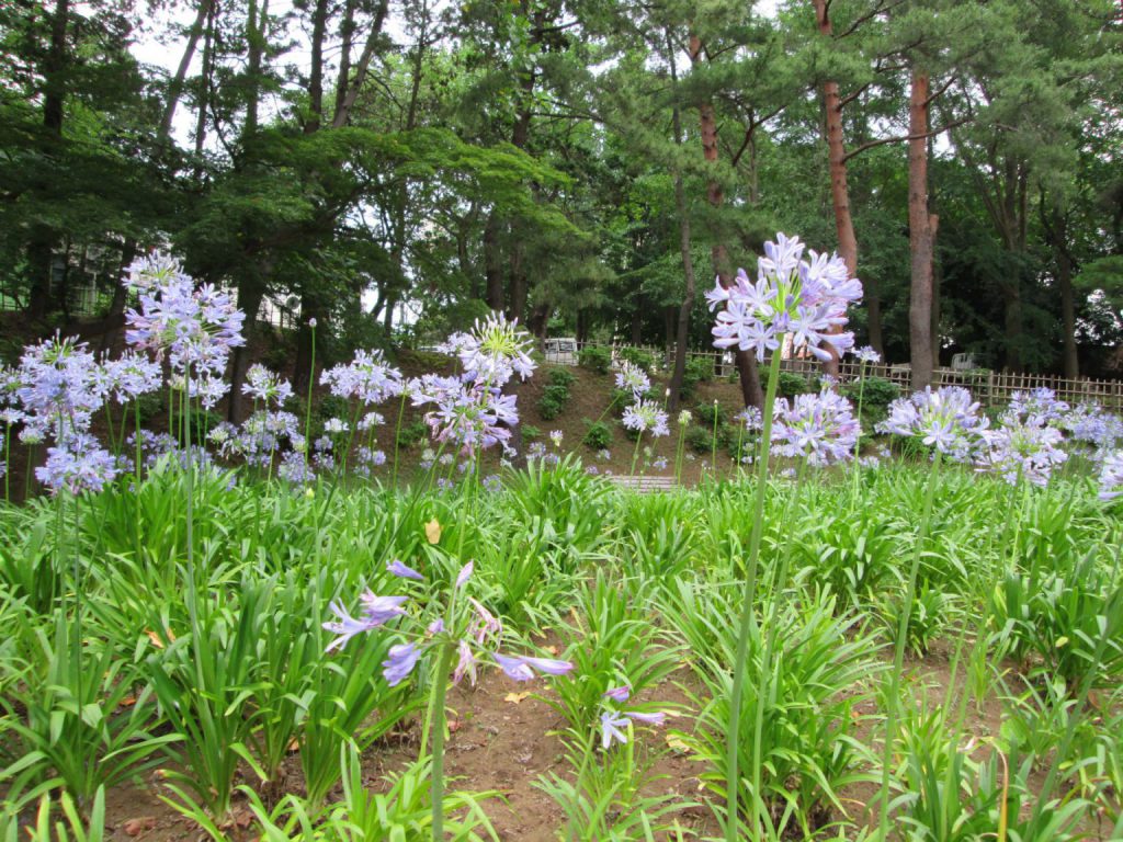 想いに添えてはいかがでしょう 〜アガパンサス〜 | GARDENS GARDEN